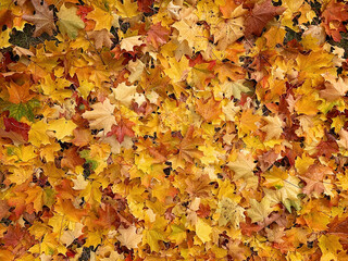 Naklejka na ściany i meble Background of maple leaves on the ground