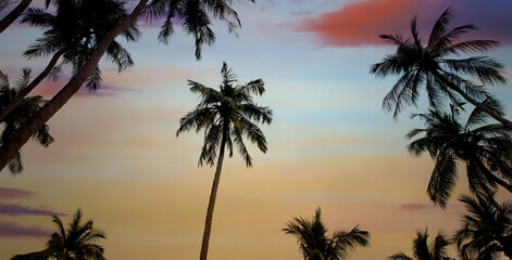 Panoramic view in the Evening on the beach with palm trees-Summer  travel Concept