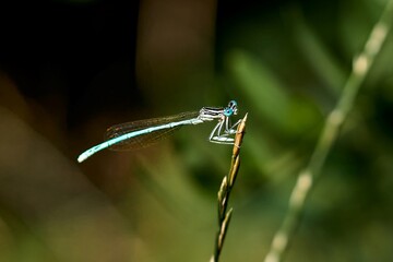
dragonfly, insect, nature, macro, blue, green, animal, wildlife, fly, wing, closeup, wings,...