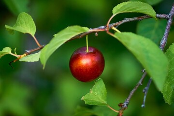 cherry, fruit, wood, red, food, branch, green, ripe, nature, autumn, leaf, garden, fresh, agriculture, healthy, apples, orchard, cherry, summer, juicy, leaves, natural, harvest, organic, plant