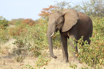 Obraz premium Afrikanischer Elefant / African elephant / Loxodonta africana