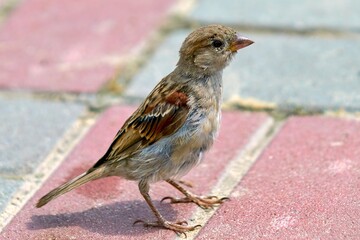 bird, sparrow, nature, robin, animal, wildlife, wild, small, beak, brown, feather, garden, branch, finch, red, birds, finch, red breasts, feathers, songbird, grass, tree