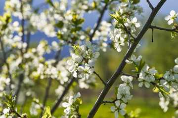 Apple blossoms bloom on a spring day