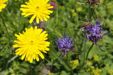 Biene in Teufelskralle im Lechtal