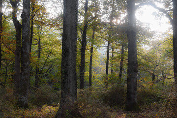 Paesaggio boschivo con alberi di quercia (Quercus cerris) in controluce
