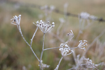 Close up of meadow in winter sunrise nature background.