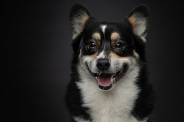 tricolor welsh corgi pembroke on black background. happy portrait of a dog in studio