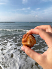 Shell in hand with sea view