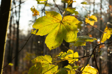 Nahaufnahme von sonnendurchfluteten Ahornblättern im Herbst,