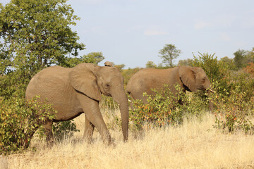 Fototapeta premium Afrikanischer Elefant / African elephant / Loxodonta africana.