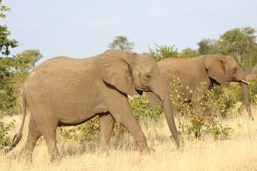 Fototapeta na wymiar Afrikanischer Elefant / African elephant / Loxodonta africana