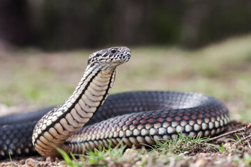 Australian Highlands Copperhead Snake with head raised