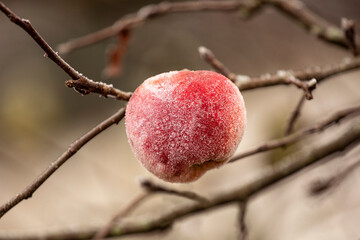 Hoarfrost on red apple close-up. Frozen apple in winter garden.