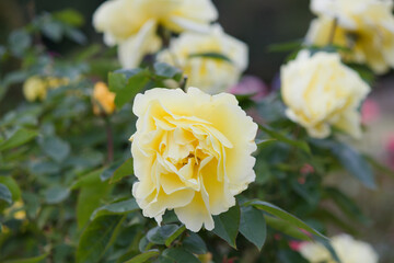 秋の黄色の薔薇の花 Yellow rose flower that blooms in autumn.	