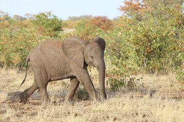 Fototapeta premium Afrikanischer Elefant / African elephant / Loxodonta africana.
