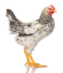 one gray rooster isolated on white background, studio shoot