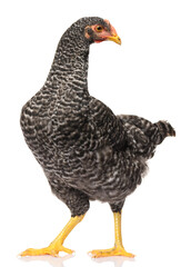 one black chicken isolated on white background, studio shoot