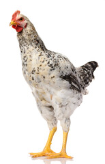 one gray rooster isolated on white background, studio shoot