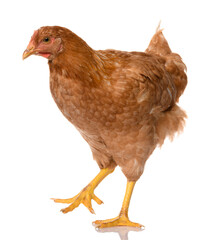one brown walking chicken isolated on white background, studio shoot