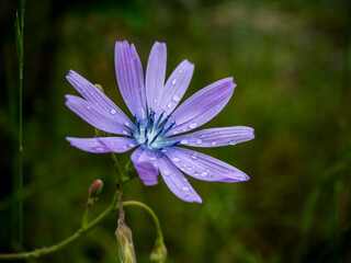 Goutes de pluie sur pétales de fleur sauvage violettes