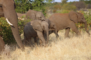 Afrikanischer Elefant / African elephant / Loxodonta africana.