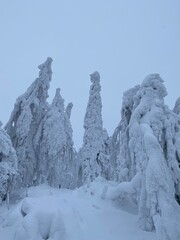 snow covered mountains