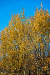 Fototapeta premium Golden poplar leaves with blue sky in the background.