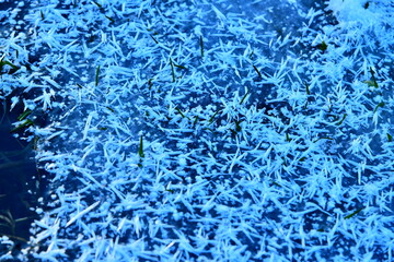 Ice crystals on the river Sinetuliсa