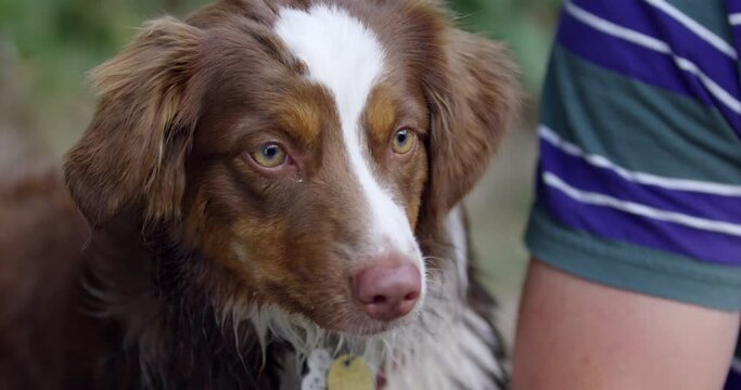 Australian shepard puppy waits by river bank to go swimming again - close up