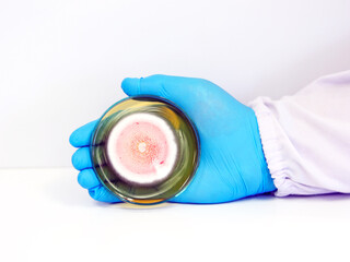 The scientist is holding Petri dish plate with Malt Extract Agar use for growth media to isolate...