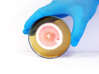The scientist is holding Petri dish plate with Malt Extract Agar use for growth media to isolate and cultivate yeasts, molds fungal, Penicillium testing in medical health laboratory analysis disease.