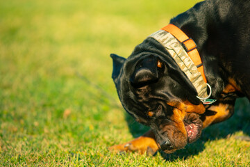 Rottweiler Dog With Stick, Female Canine Playing