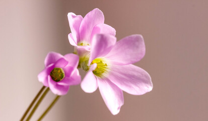Macrophotography of flowers of Oxalis room sour.
