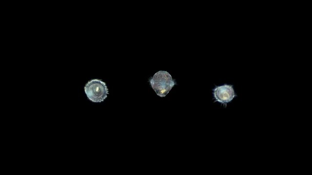 Polychaeta worm larva, at the trochofor stage, typical plankton larva floating with cilia. Sample found in the Black Sea