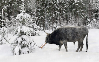 Winter landscape with hungarian gray ox ( bull ) eating the spruce  in the snow in fir forest and glade