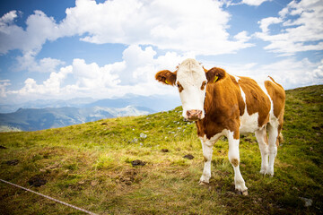 Fototapeta na wymiar Cow Standing on Top Mountain Brown