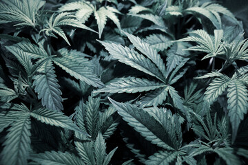 Cannabis vegetation plants, light leaks hemp marijuana CBD, marijuana leaves on light, marijuana...