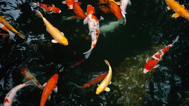 koi fish in pond	
