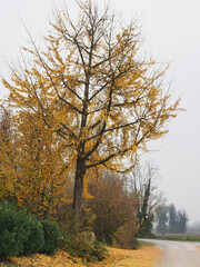 Autumn, misty day. Ginkgo biloba with yellow leaves.