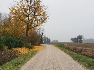 Fototapeta premium Copparo, Italy. November, Emilian countryside and foliage.
