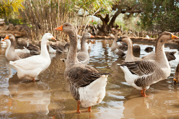 Obraz premium Group of white and brown domestic geese on pond in farm
