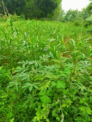 green grass in the garden