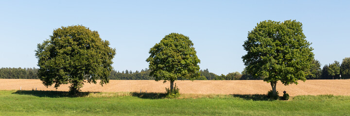 Fototapeta premium Panorama with three deciduous trees during summer. In a row / next to each other. Clear, blue sky.