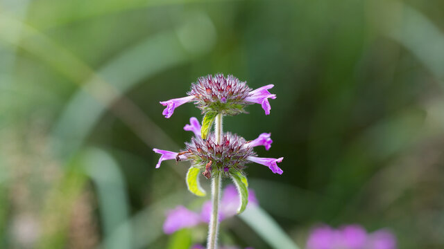 Close up of Wild Basil (Clinopodium vulgare). Flower with pink petals and hairy stem.