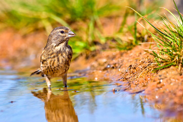 Linnet, Carduelis cannabina, Forest Pond, Mediterranean Forest, Castile and Leon, Spain, Europe