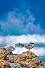 Greyheaded Gull and Greater Crested Tern, Larus cirrocephalus, Thalasseus bergii, Walker Bay Nature Reserve, Gansbaai, Western Cape, South Africa, Africa