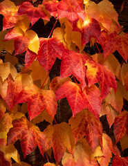 Parthenocissus  tricuspidata