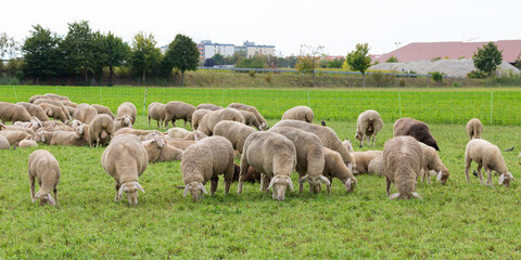 Panorama photo with a herd of grazing white sheep