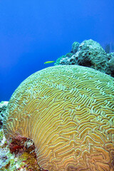 Naklejka na ściany i meble Brain coral, Coral Reef, Caribbean Sea, Isla de la Juventud, Cuba, América