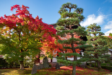 Fototapeta na wymiar 美しい京都の紅葉風景